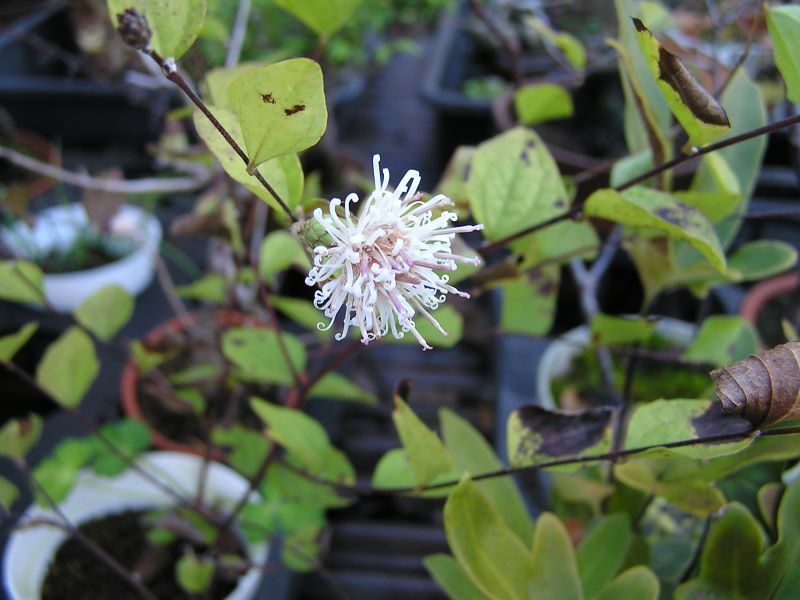 山野草・3点