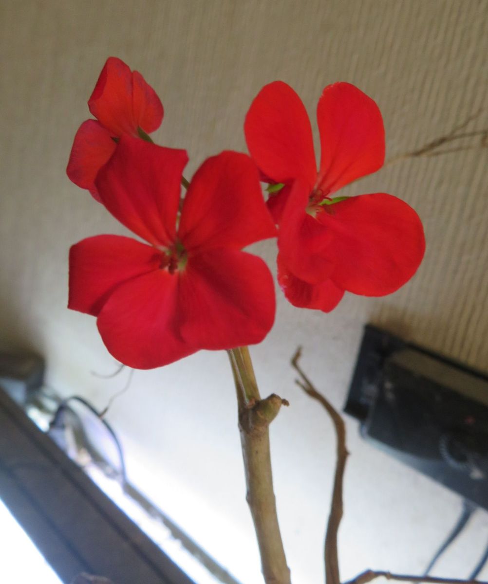 今日の花　(21.11.13)