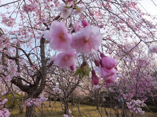 お花見の下見　1