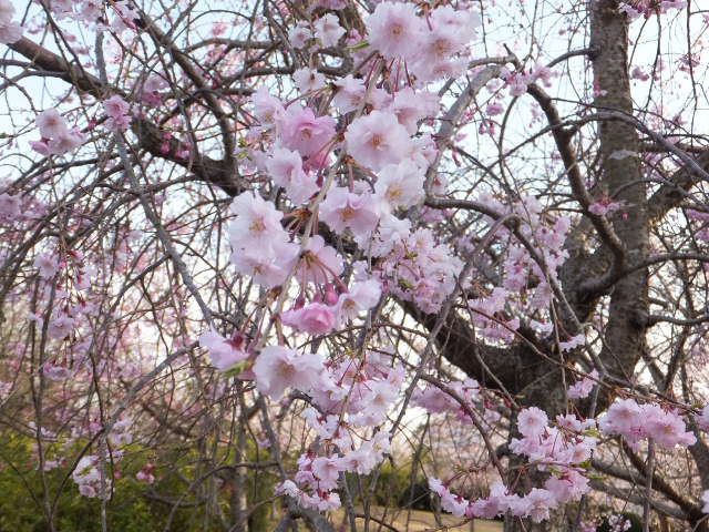 お花見の下見　1