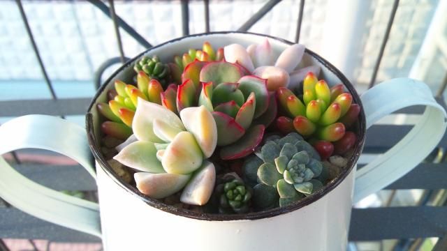 プレゼント用の寄せ植え作成①