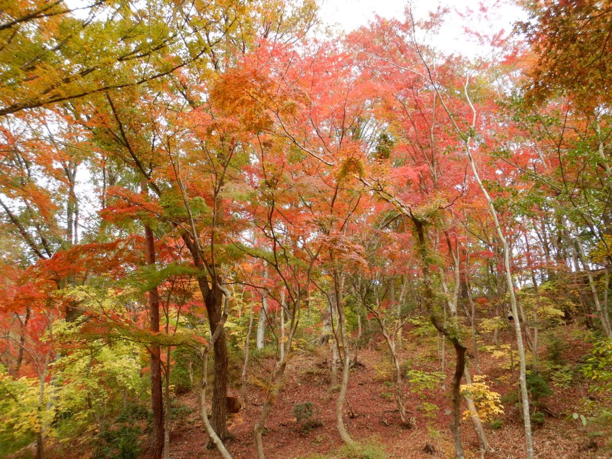 紅葉を見に行こうよう