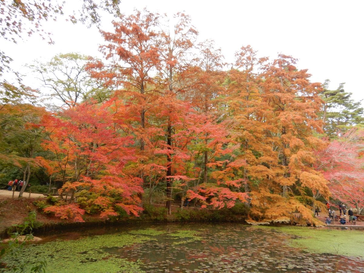 紅葉を見に行こうよう