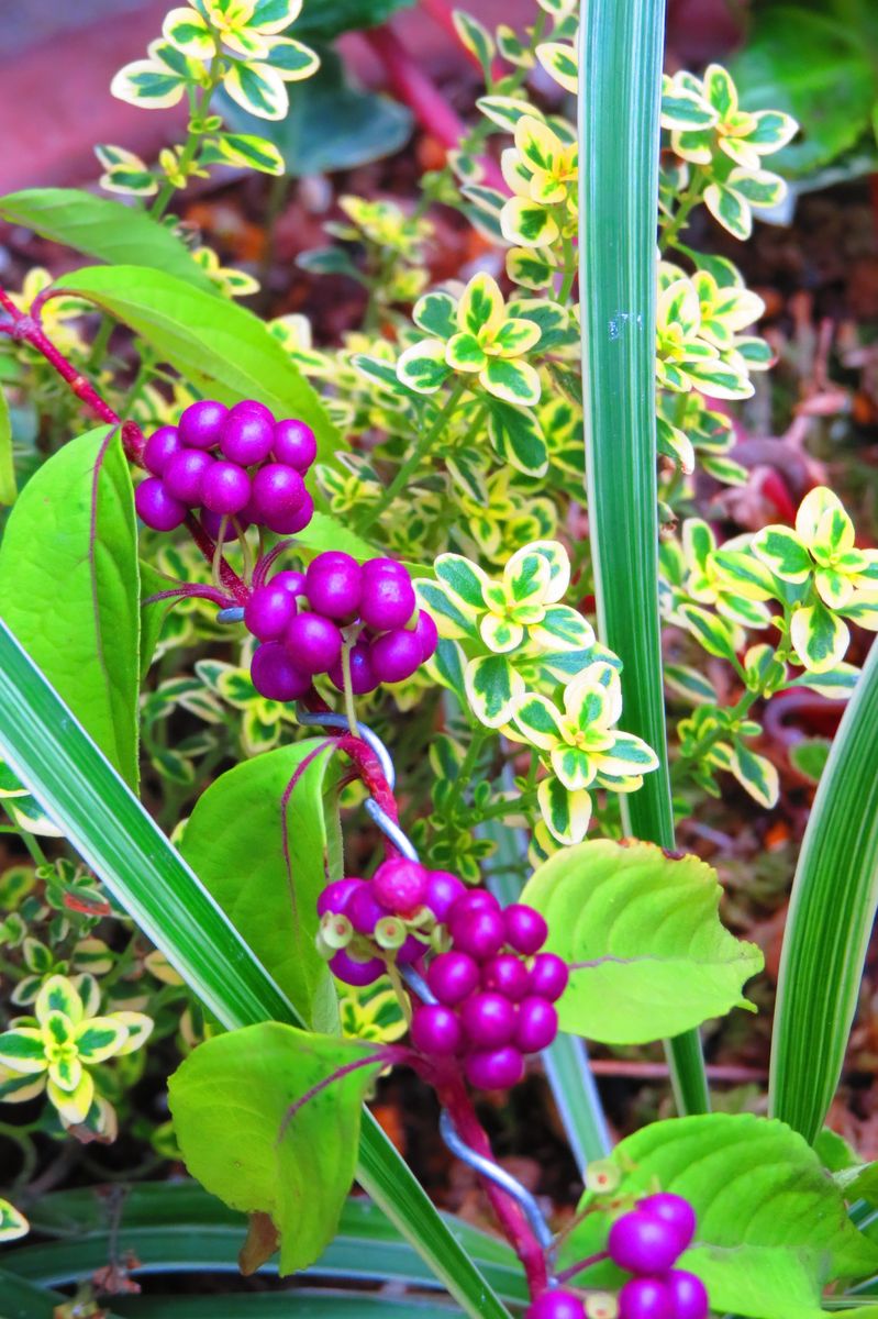 今朝の📺趣味園は「山茶花」