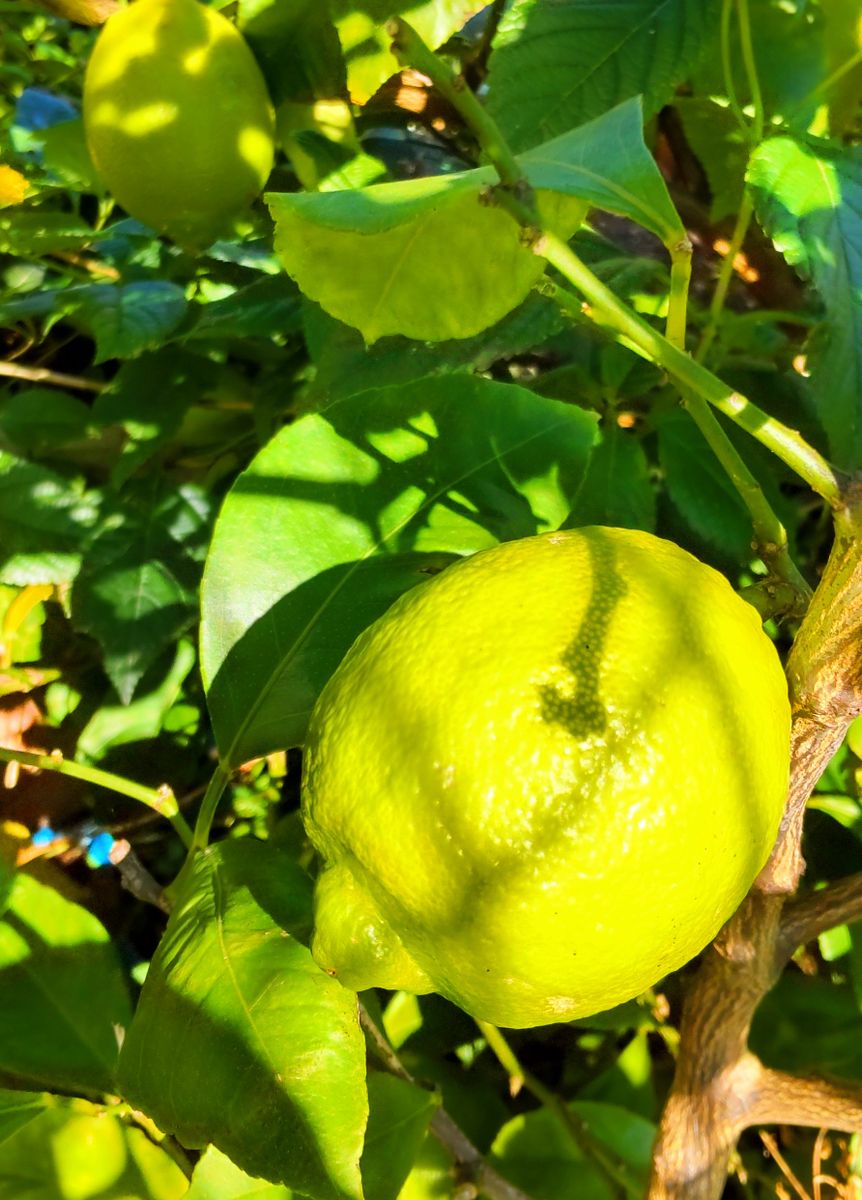 レモンが少し色づきました🍋