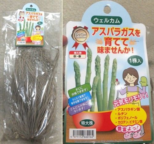 アスパラガスの大苗、植えつけました