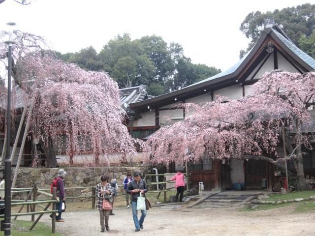 桜便り