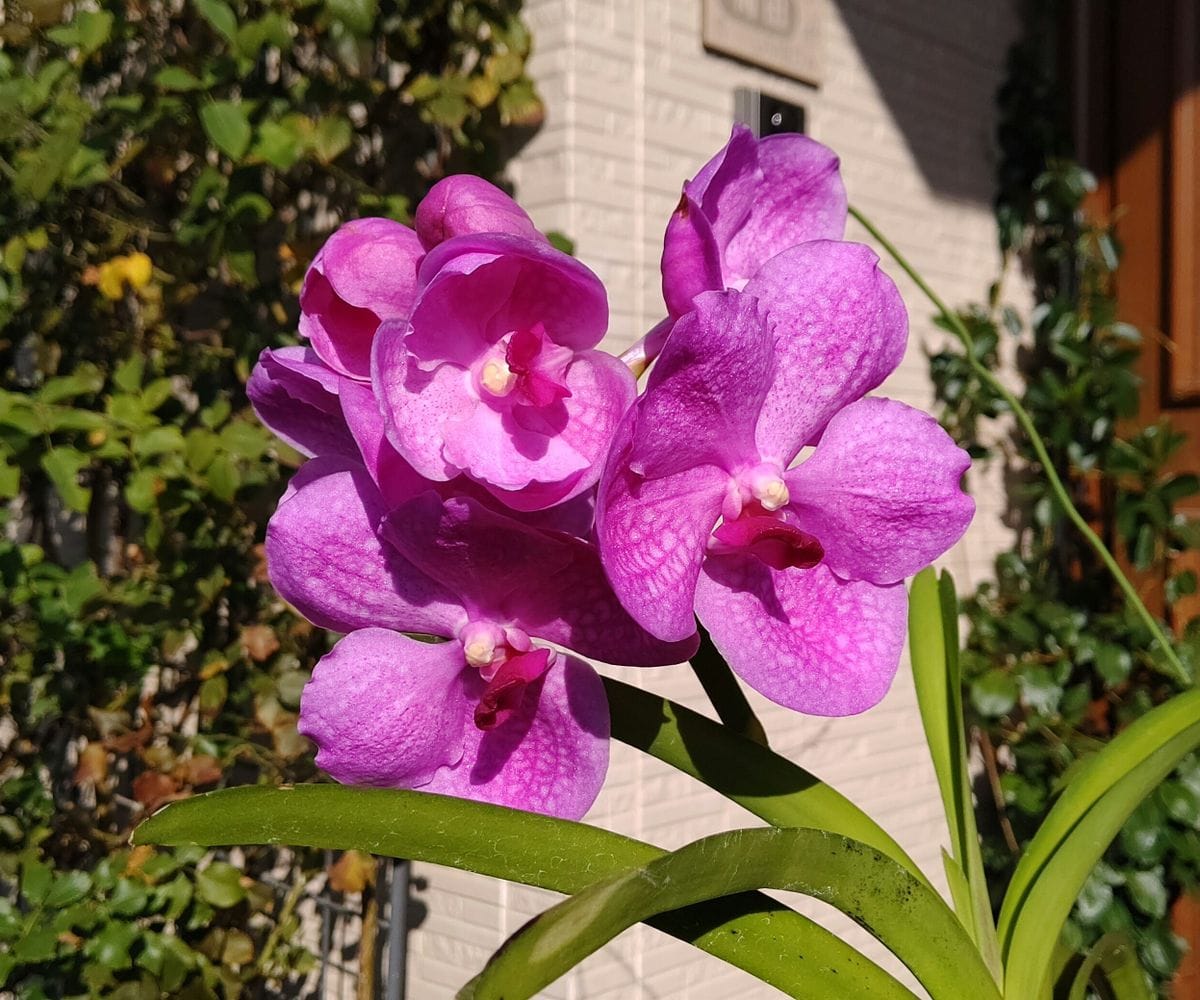 バンダ開花