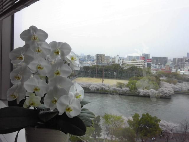 胡蝶ランが......こんなに大きな花で！