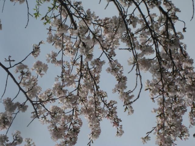 桜の花満開です。