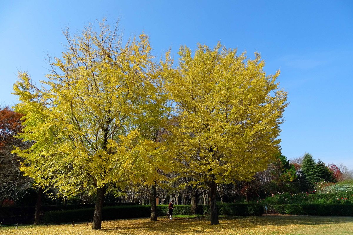 公園を歩く 秋色に酔う