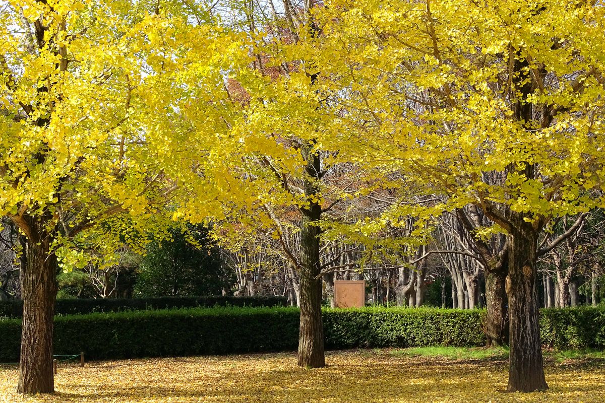 公園を歩く 秋色に酔う