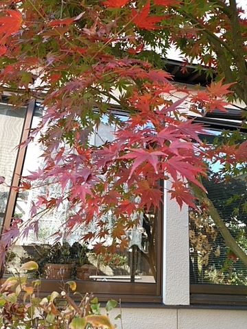 我が家の紅葉🍁