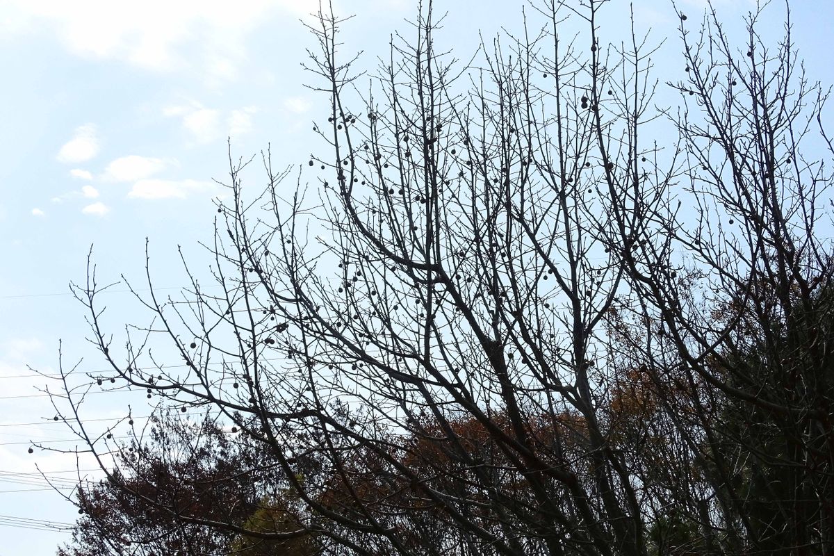 公園を歩く ～ハンカチノキの物語～