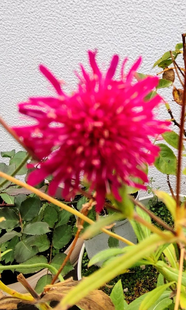 ピンクの花🌺