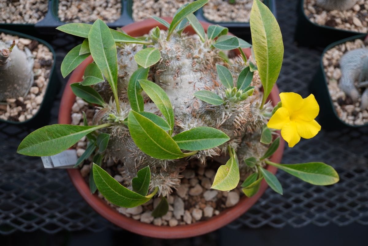 恵比寿笑いの開花です