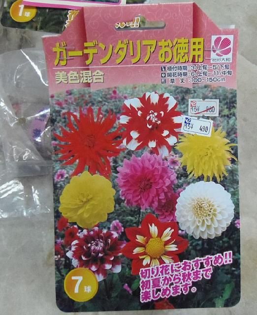 夏球根と桔梗咲きあさがお