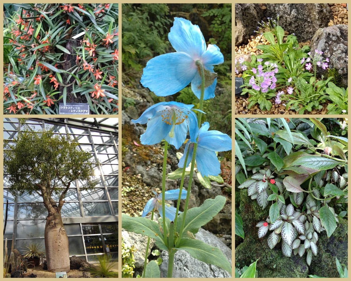 咲くやこの花館･秋の洋ラン展へ