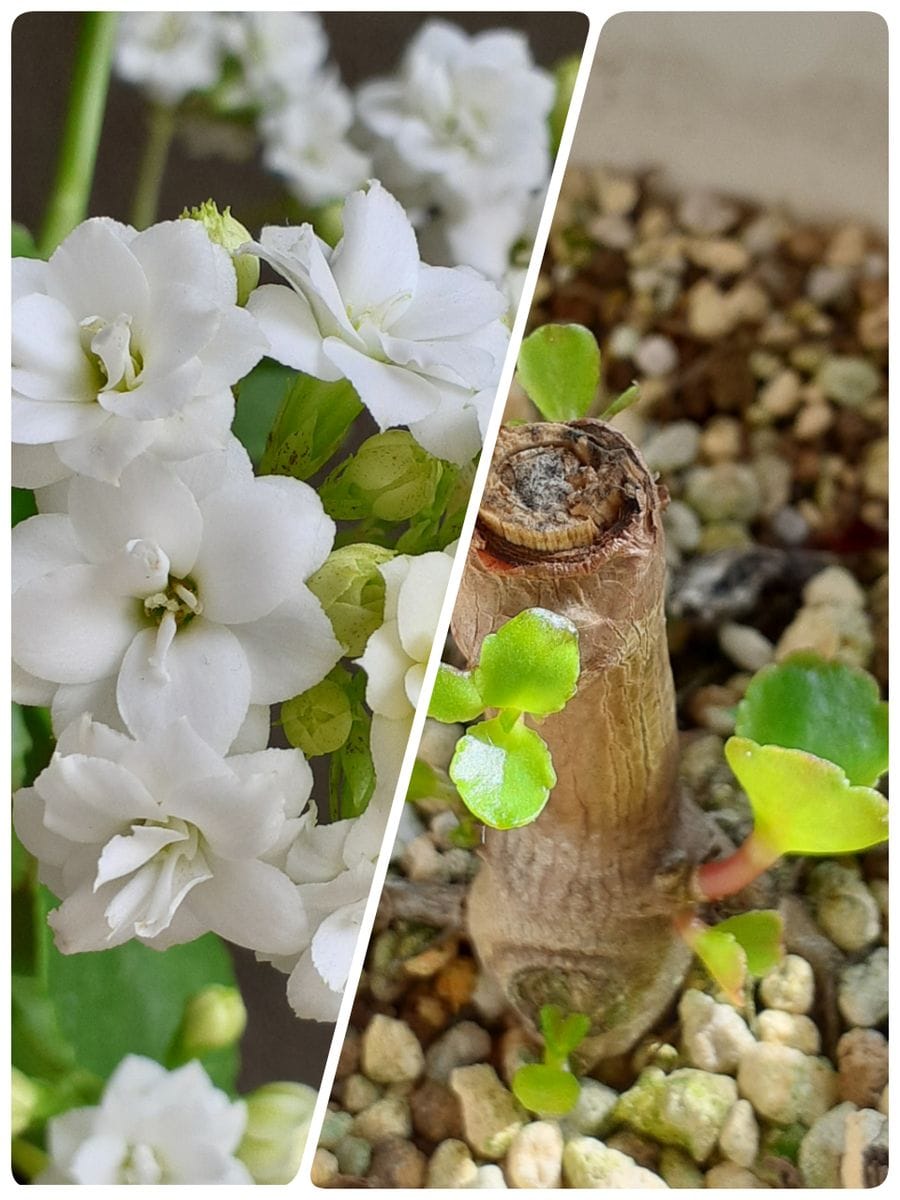 多肉植物に再チャレンジ😉