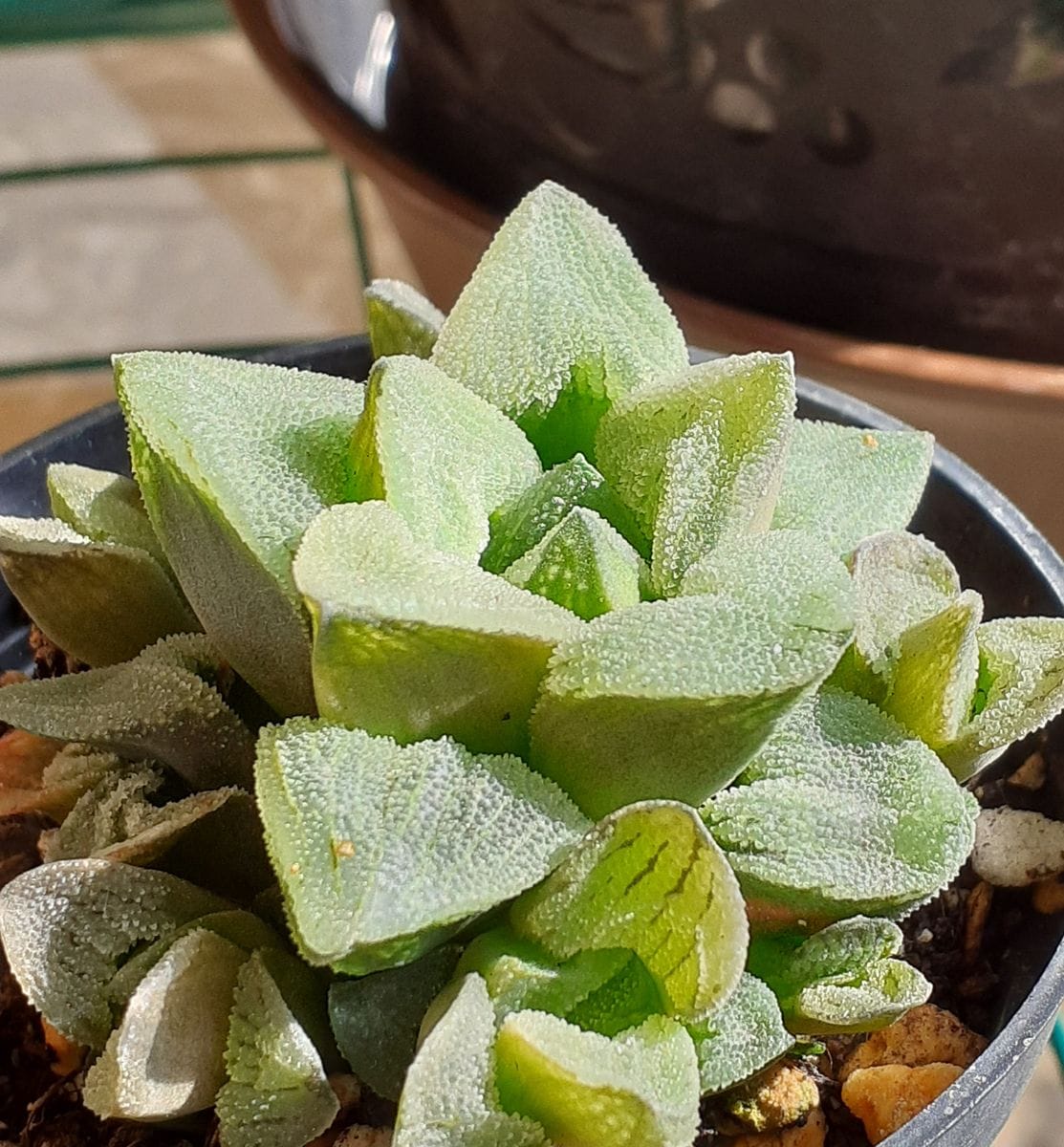 多肉植物に再チャレンジ😉