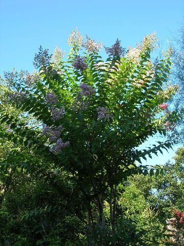 サルスベリの花