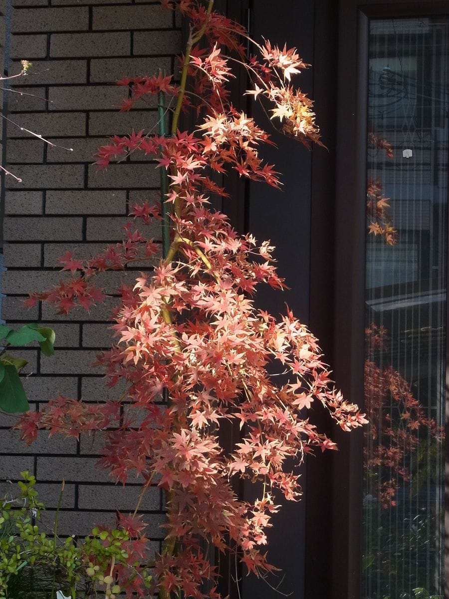 紅葉の頃とダイヤモンドの花