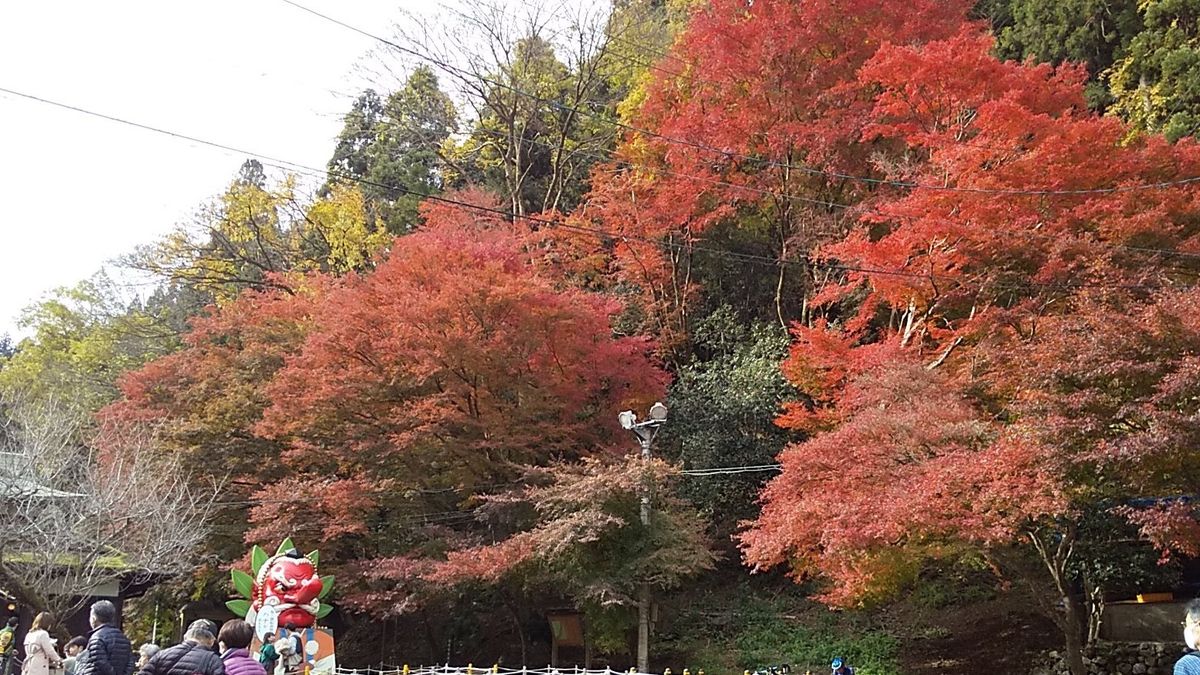 紅葉の頃とダイヤモンドの花