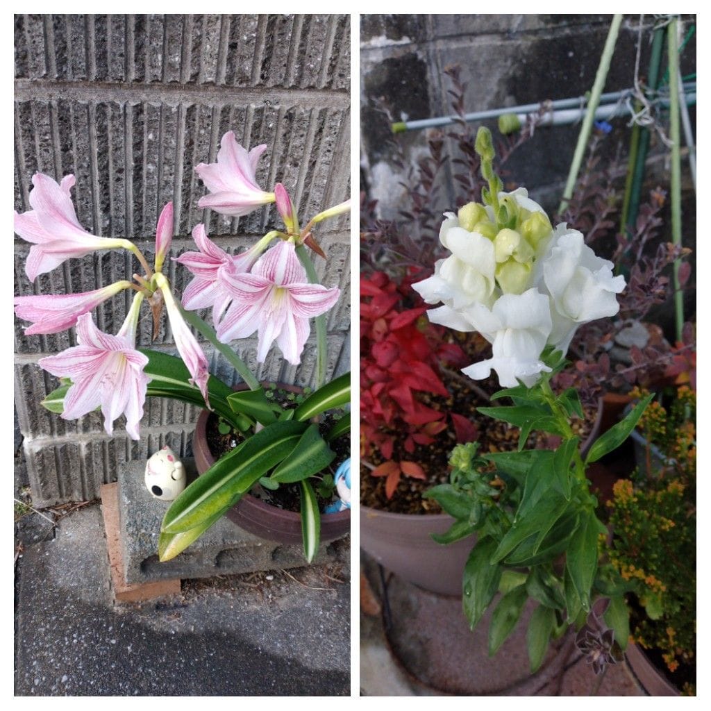 散歩道で見かけた花と実！