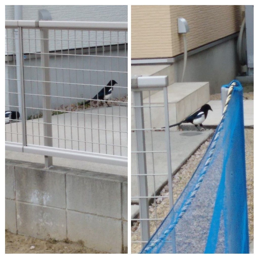 散歩道で見かけた花と実！