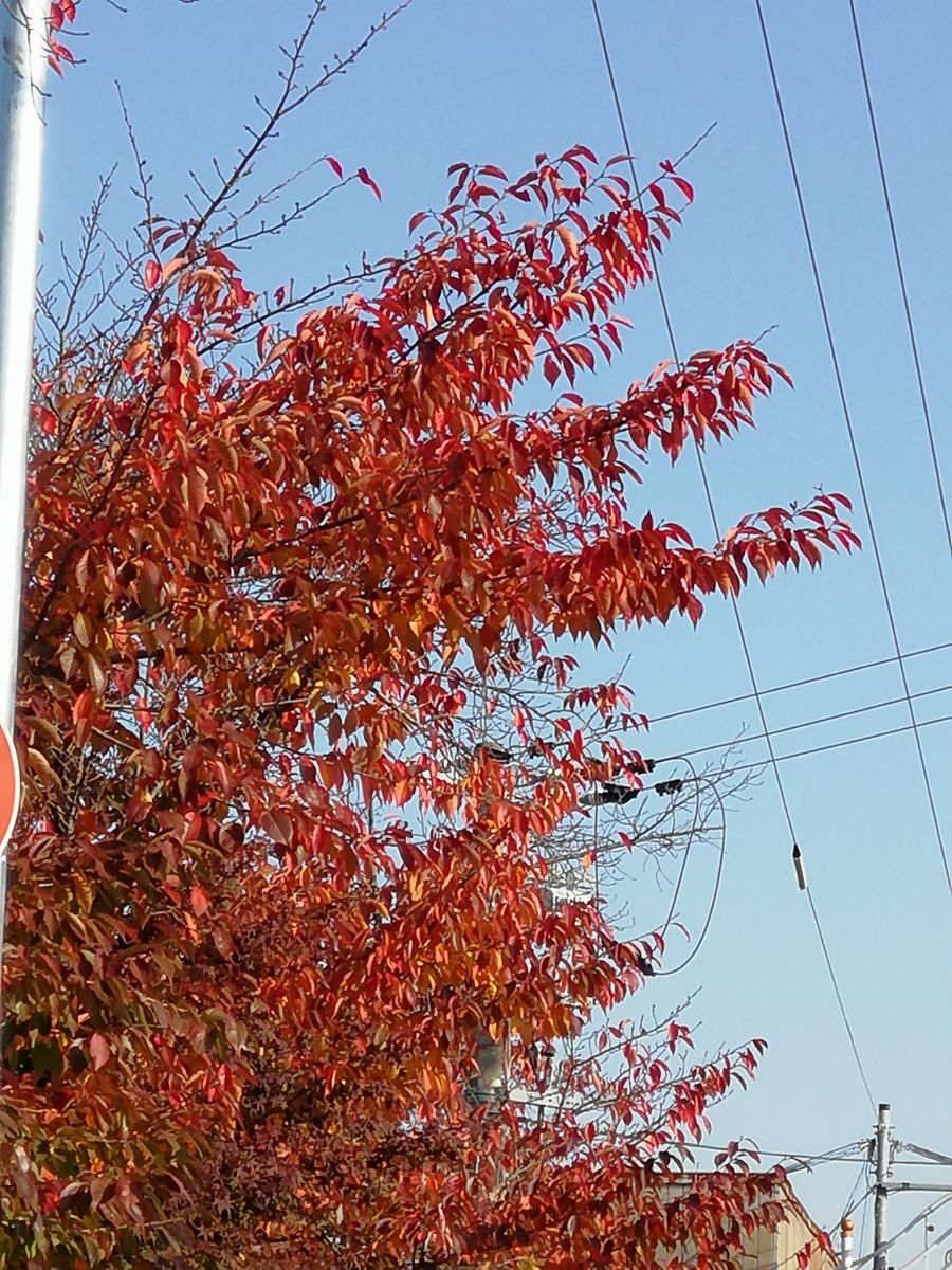 晩秋ですか〜初冬ですか〜