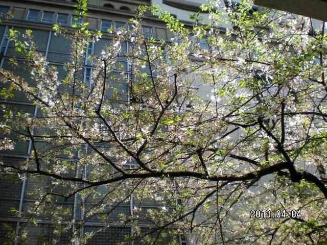 やっぱりお花は太陽が好き