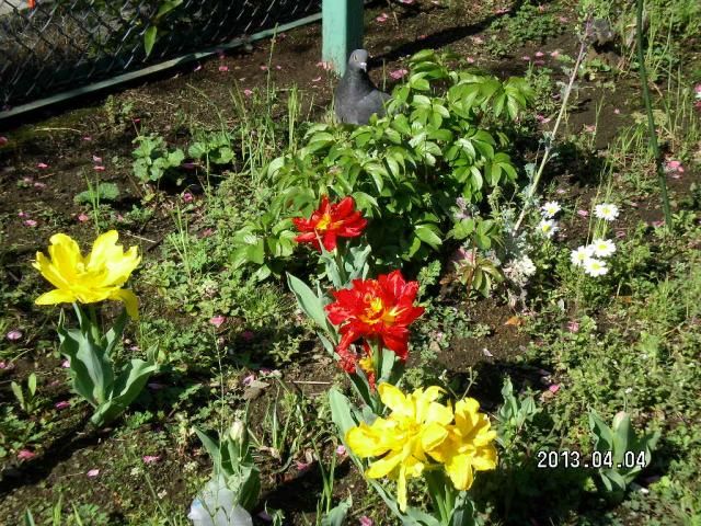 やっぱりお花は太陽が好き