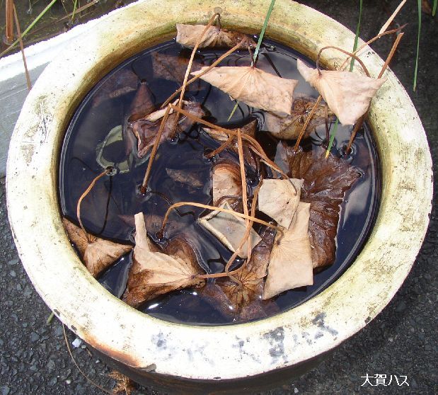 今日の庭から～多肉植物