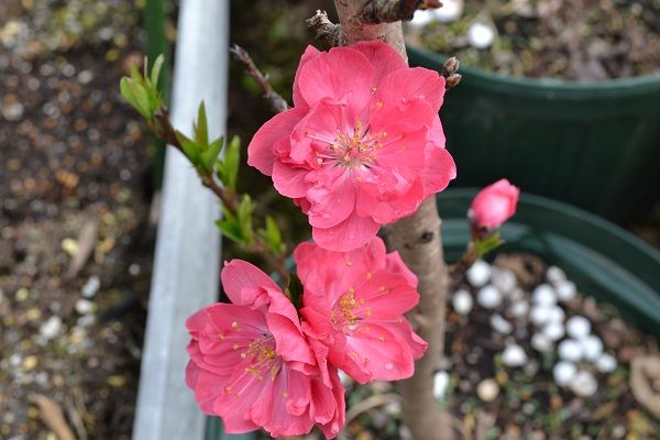 桃の花が咲きました