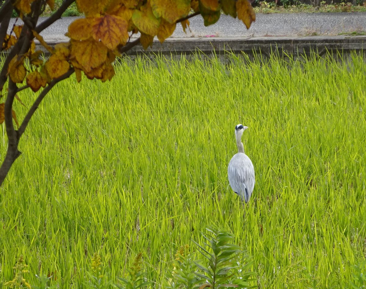 首を伸ばして　②