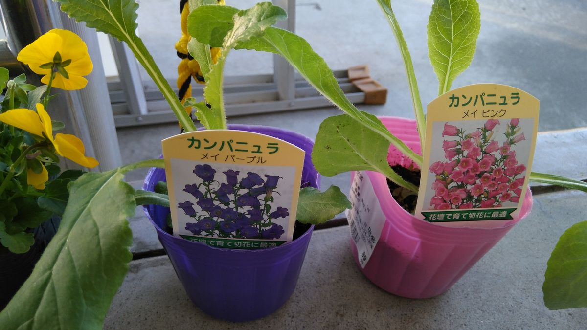 道の駅でビオラ、カンパニュラ    そして野々 も