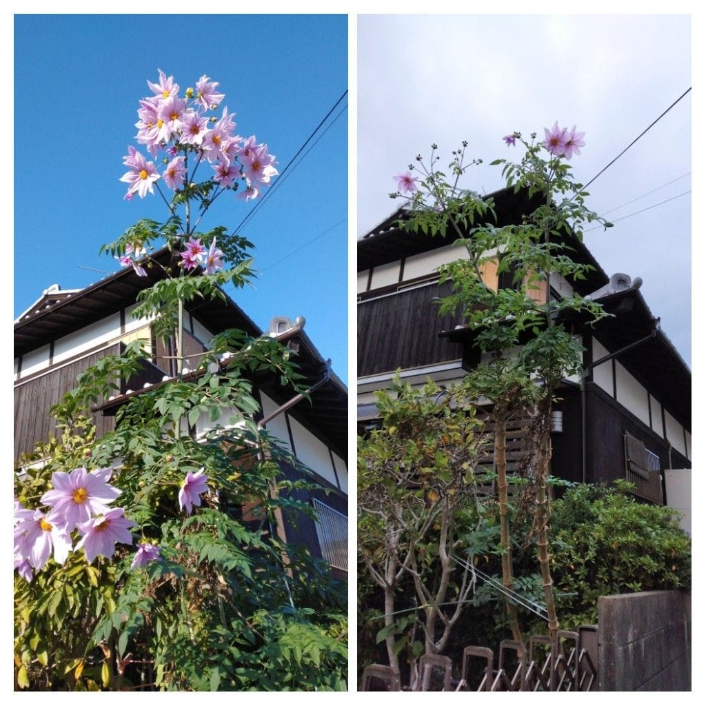 散歩道で見かけた花！