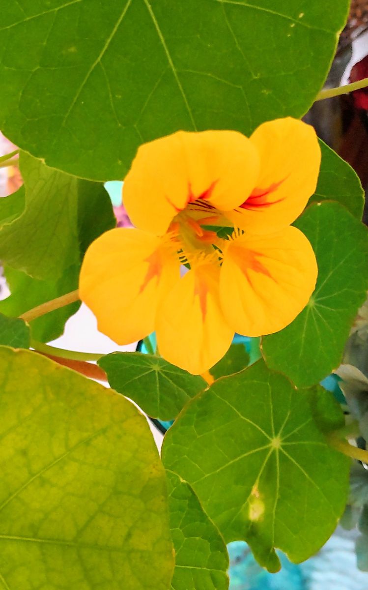 お部屋の夏の花