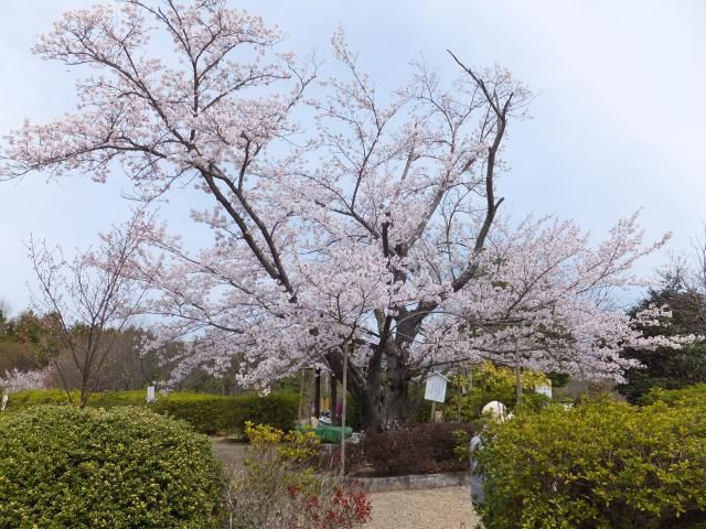 お花見、行きました。＾＾