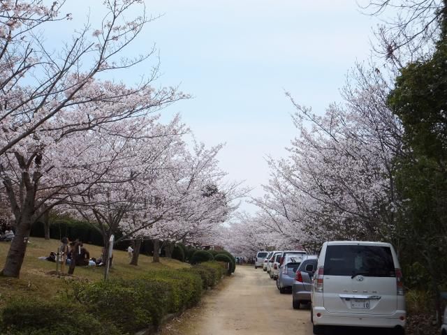 お花見、行きました。＾＾