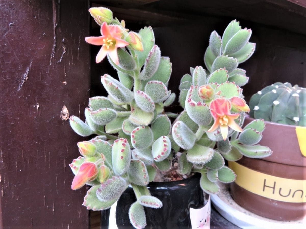 秋深く色付く多肉植物たち