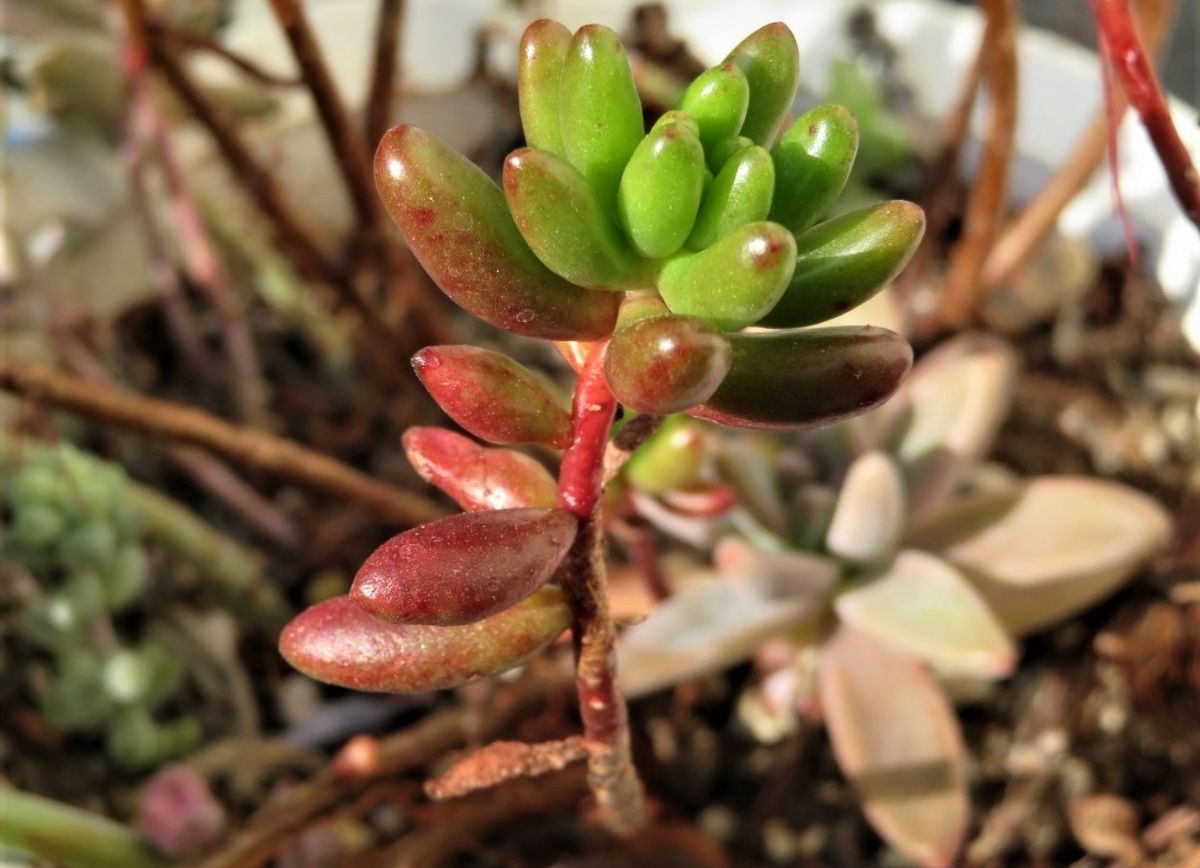 秋深く色付く多肉植物たち