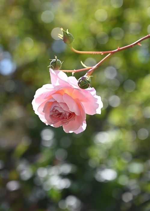 深秋咲きの花はうつむき加減