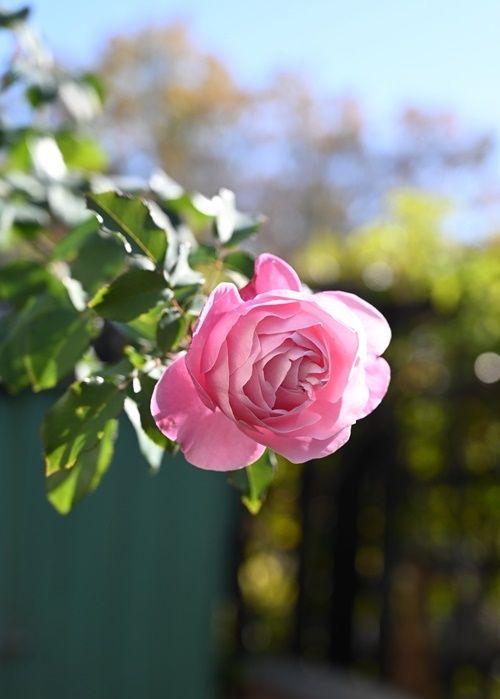 深秋咲きの花はうつむき加減