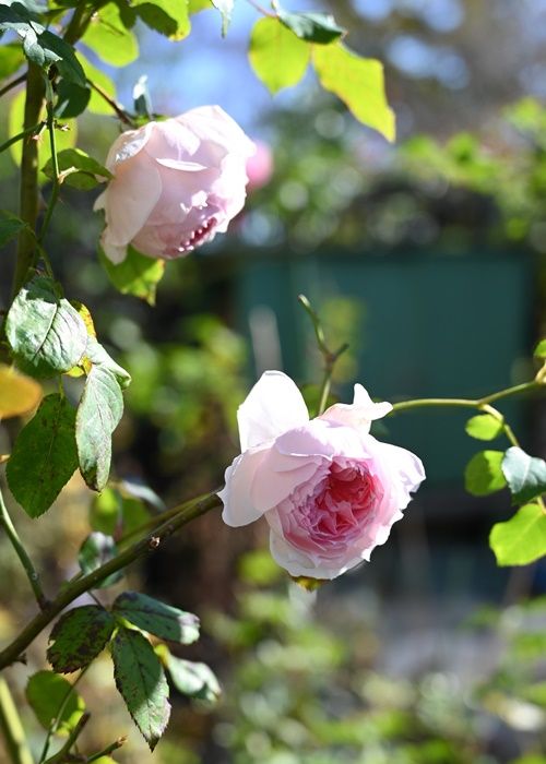 深秋咲きの花はうつむき加減