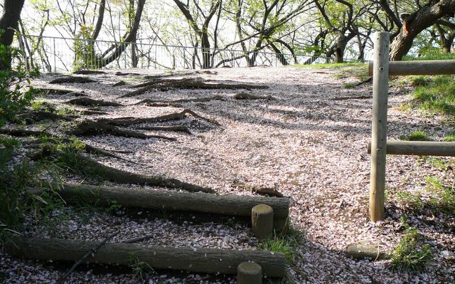 桜のじゅうたん、梨のじゅうたん、、、