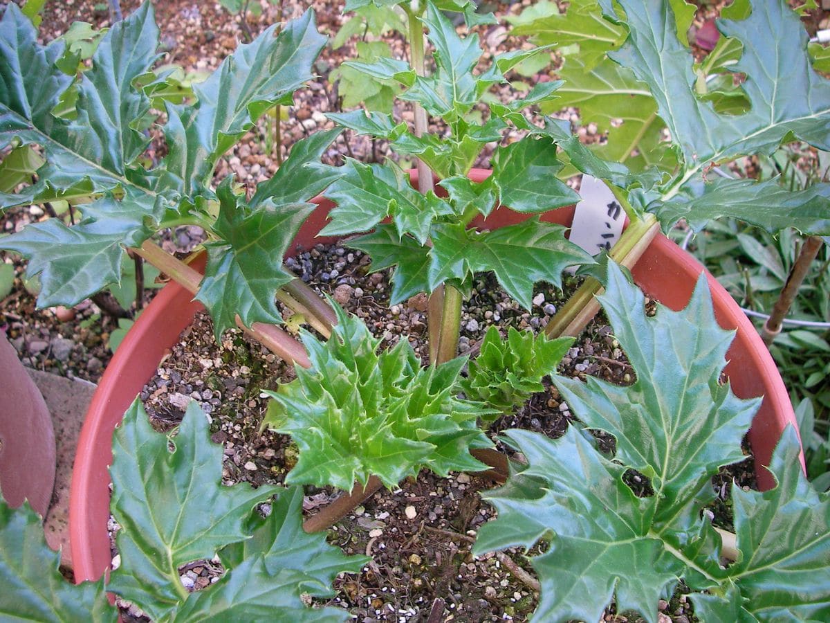 今日の庭(うまくいかない植物たち）