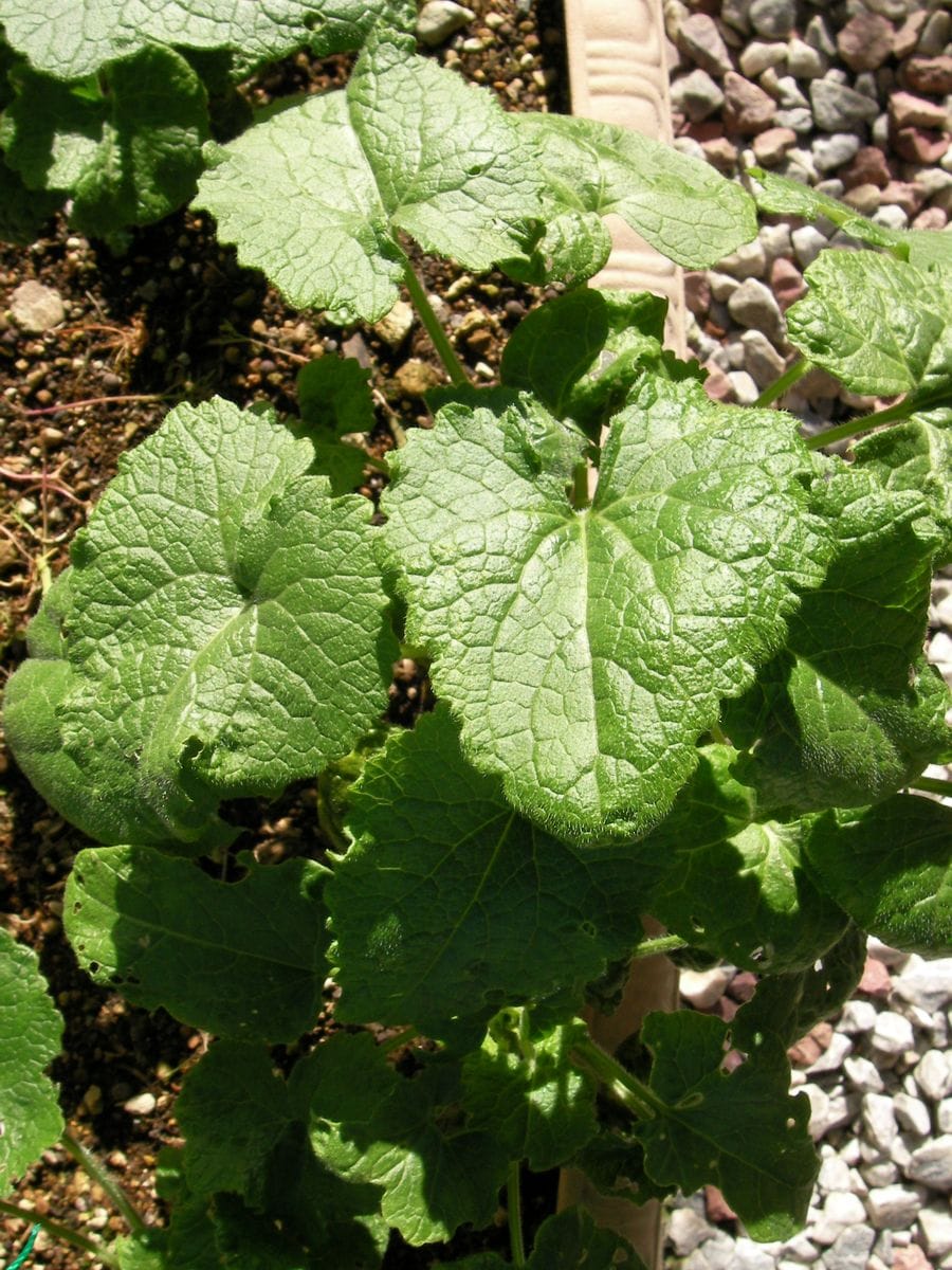 今日の庭(うまくいかない植物たち）