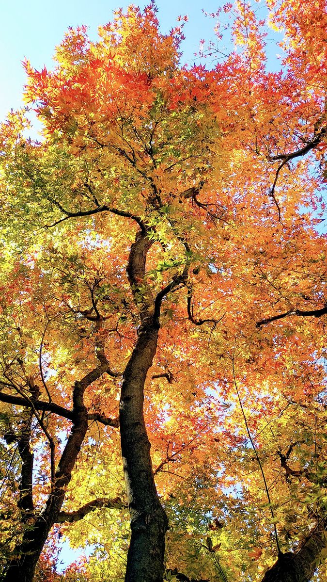 我が家の紅葉狩り🍂