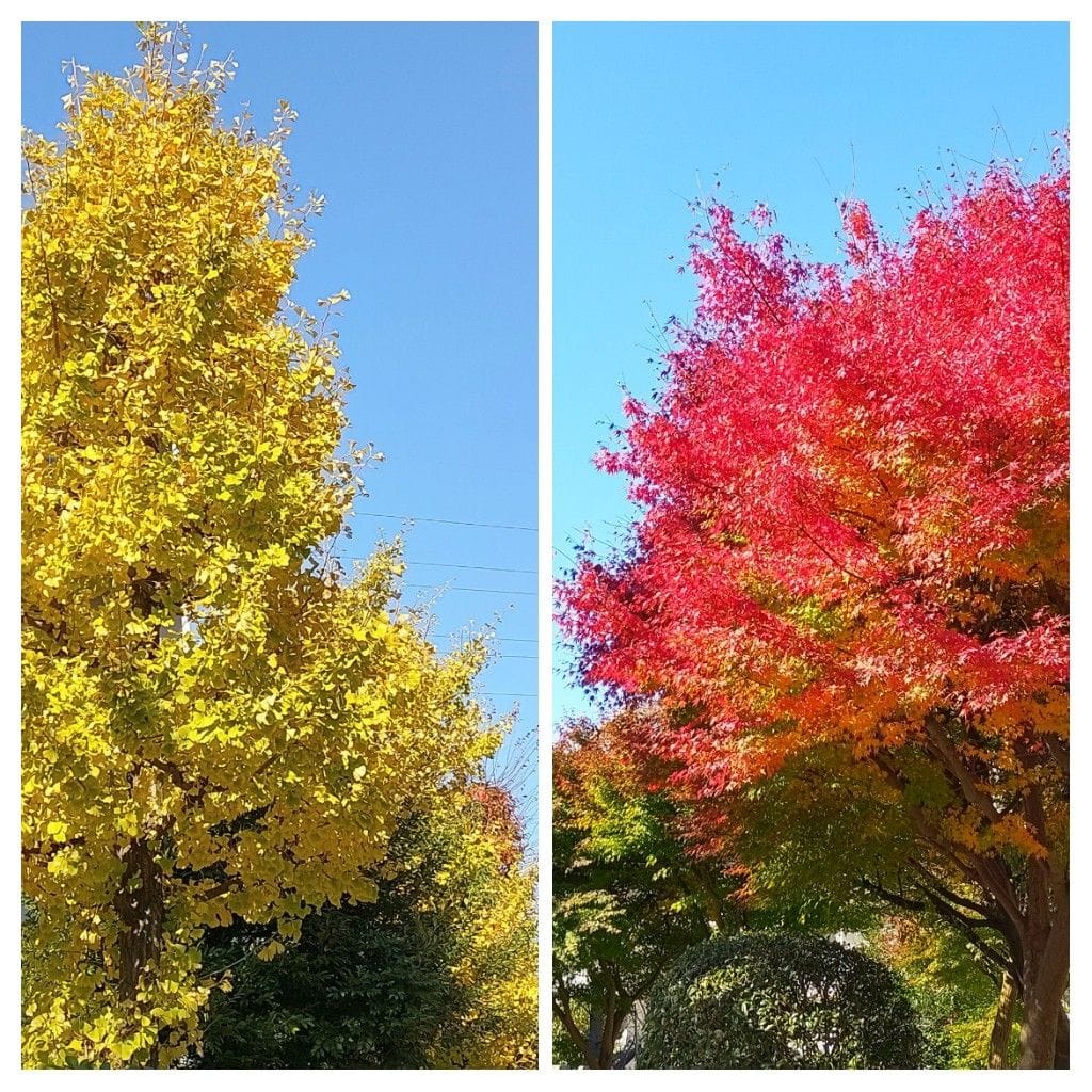 我が家の紅葉狩り🍂